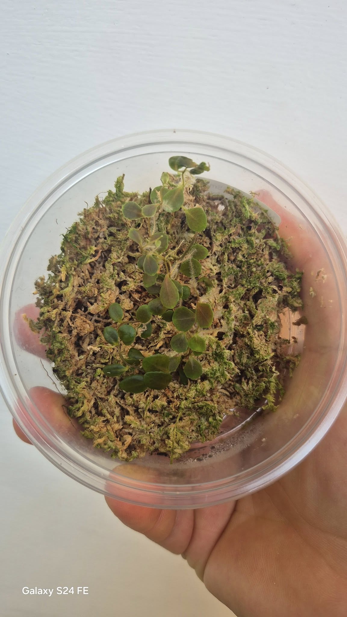 Marcgravia sp. Brown